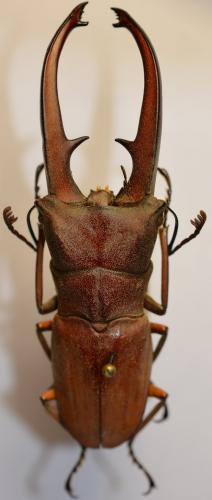 Cyclommatus canaliculatus